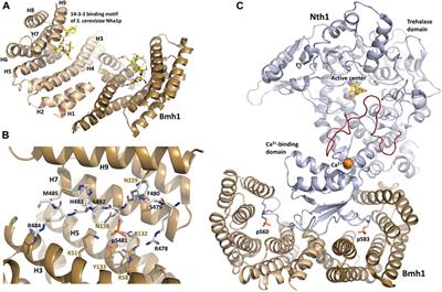 The yeast 14-3-3 proteins Bmh1 and Bmh2 regulate key signaling pathways